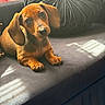 dog, puppy, dachshund, brown_fur, long_ears, floppy_ears, pet, animal, couch, cushion, indoor, living_room, sunlight, portrait, lying_down, sitting, paws, black_nose, cute, relaxed