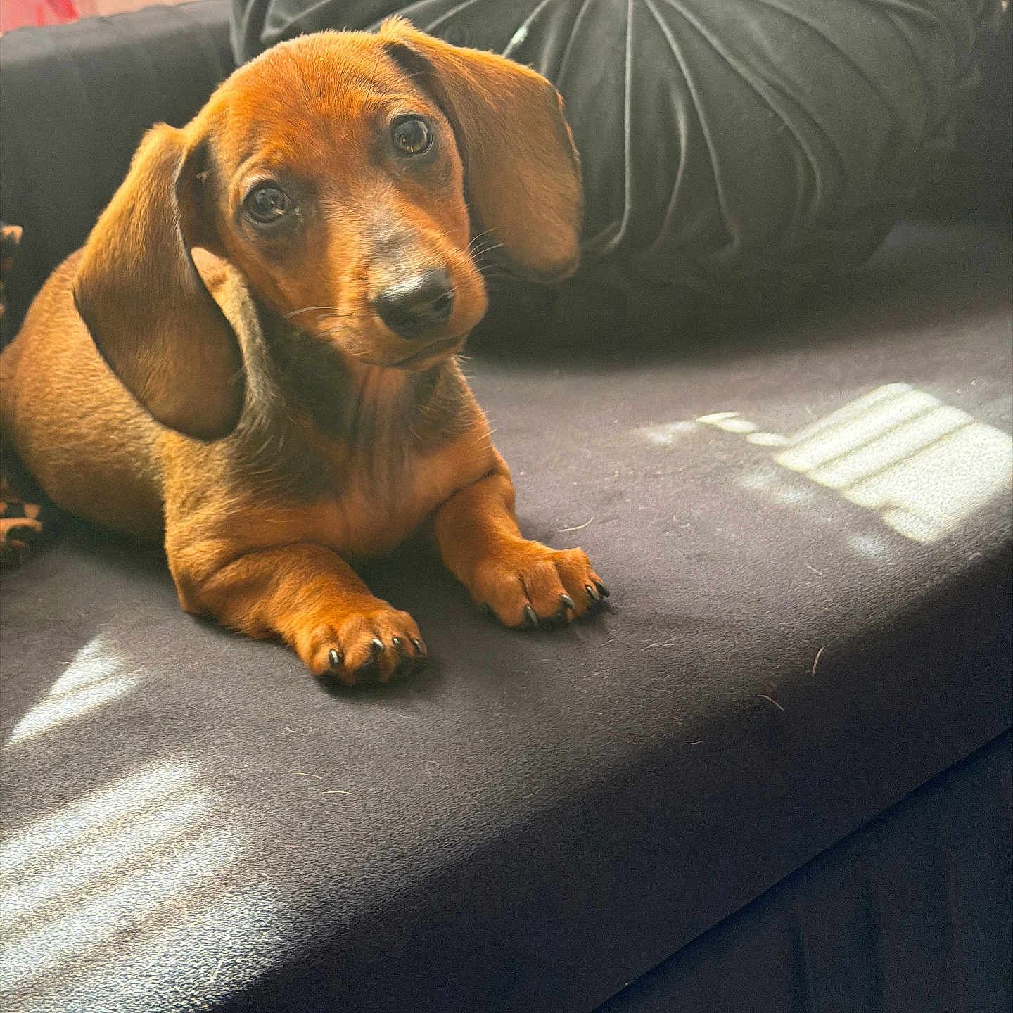 Ryder
