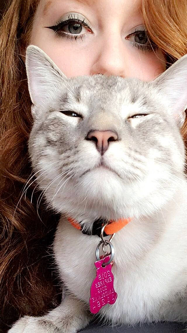 Pistol joined the competition — help win amazing prizes! asian, carnivore, cat, collar, domestic_short_haired_cat, ear, fashion_accessory, felidae, fur, kitten, lip, mouth, nose, ragdoll, siberian, small_to_medium_sized_cats, snout, turkish_van, whiskers