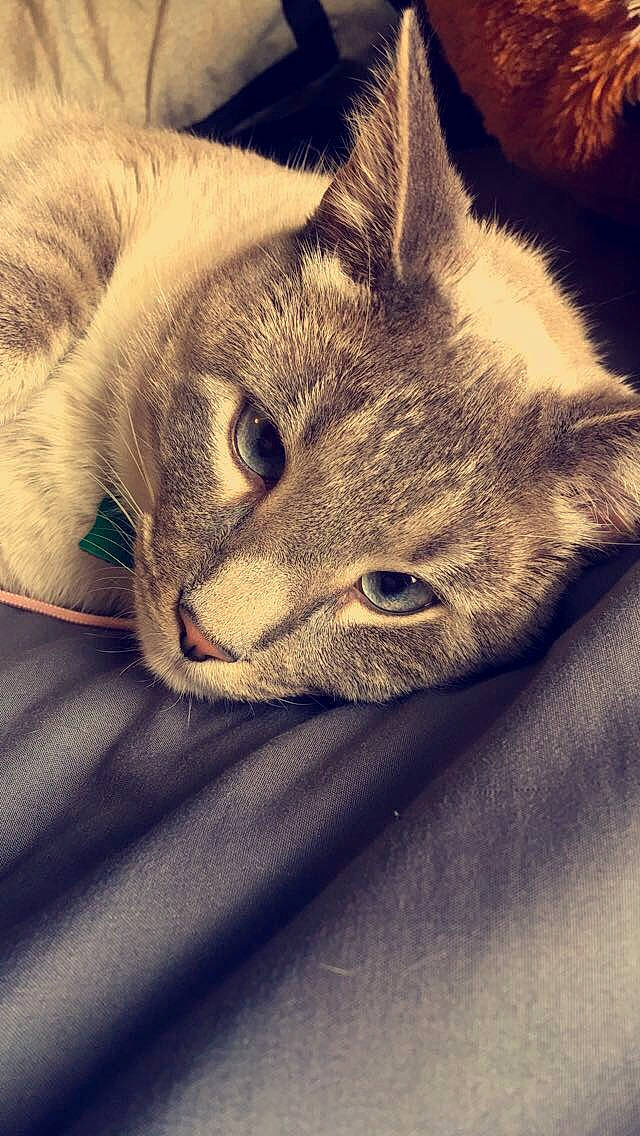 Pistol joined the competition — help win amazing prizes! asian, carnivore, cat, domestic_short_haired_cat, ear, european_shorthair, eye, fawn, felidae, fur, german_rex, kitten, mammal, nose, singapura, small_to_medium_sized_cats, snout, tabby_cat, whiskers