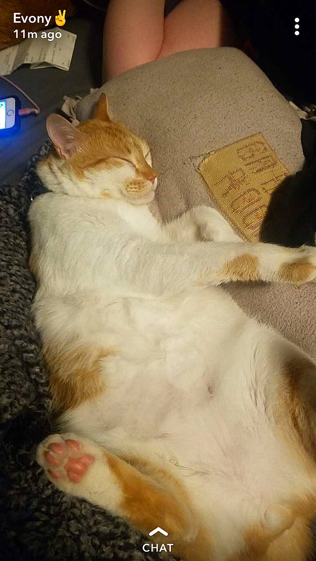 Bullet is registered to the contest to win money with this photo: aegean_cat, asian, carnivore, cat, domestic_short_haired_cat, ear, european_shorthair, fawn, felidae, fur, kitten, nap, paw, singapura, sleep, small_to_medium_sized_cats, tail, turkish_angora, turkish_van, whiskers