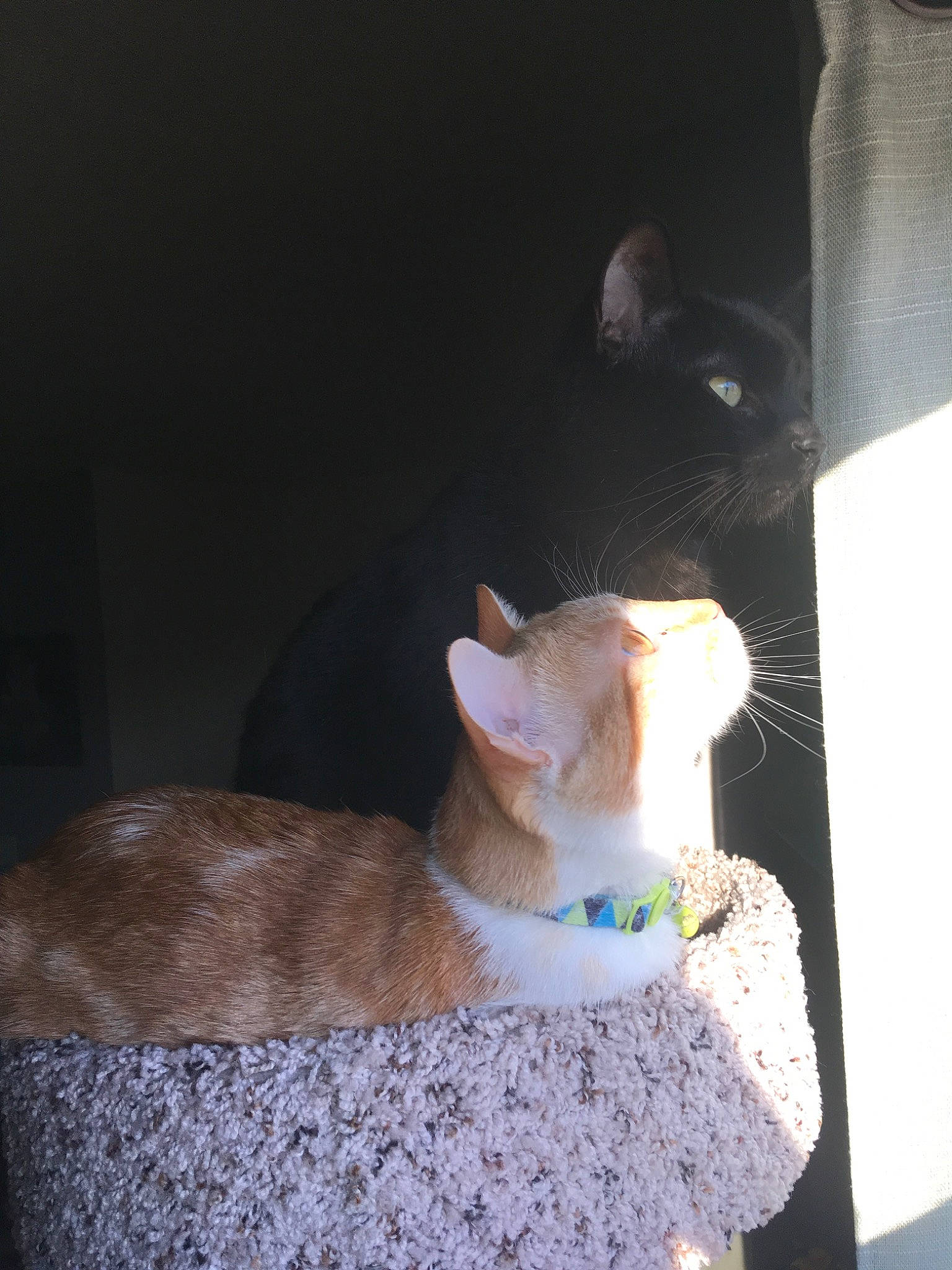 Bullet joined the competition — help win amazing prizes! carnivore, cat, ear, fawn, felidae, small_to_medium_sized_cats, tail, whiskers