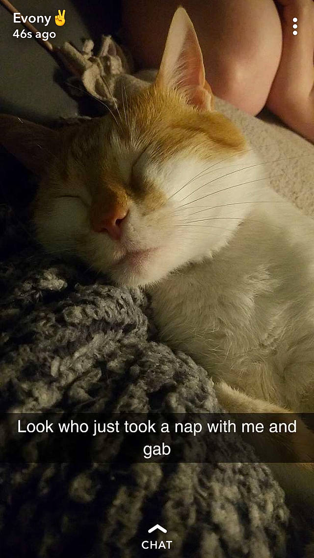 Bullet joined the competition — help win amazing prizes! aegean_cat, asian, carnivore, cat, domestic_short_haired_cat, ear, european_shorthair, fawn, felidae, fur, kitten, nap, nose, photo_caption, photography, polydactyl_cat, sleep, small_to_medium_sized_cats, turkish_van, whiskers