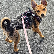 Vic participe au concours pour gagner de l'argent avec cette photo : animal, asphalt, black, brown, curious, daylight, dog, ears, harness, leash, looking_back, outdoor, pavement, pet, pink_leash, small_dog, spot_pattern, standing, tail, walking