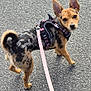 animal, asphalt, black, brown, curious, daylight, dog, ears, harness, leash, looking_back, outdoor, pavement, pet, pink_leash, small_dog, spot_pattern, standing, tail, walking