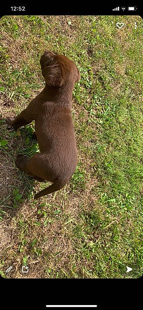 Tyler participe au concours pour gagner de l'argent avec cette photo : arizona_black_tailed_prairie_dog, canidae, carnivore, dog_breed, fawn, fur, giant_otter, grass, groundcover, liver, plant, soil, sporting_group, tail, terrestrial_animal, wildlife