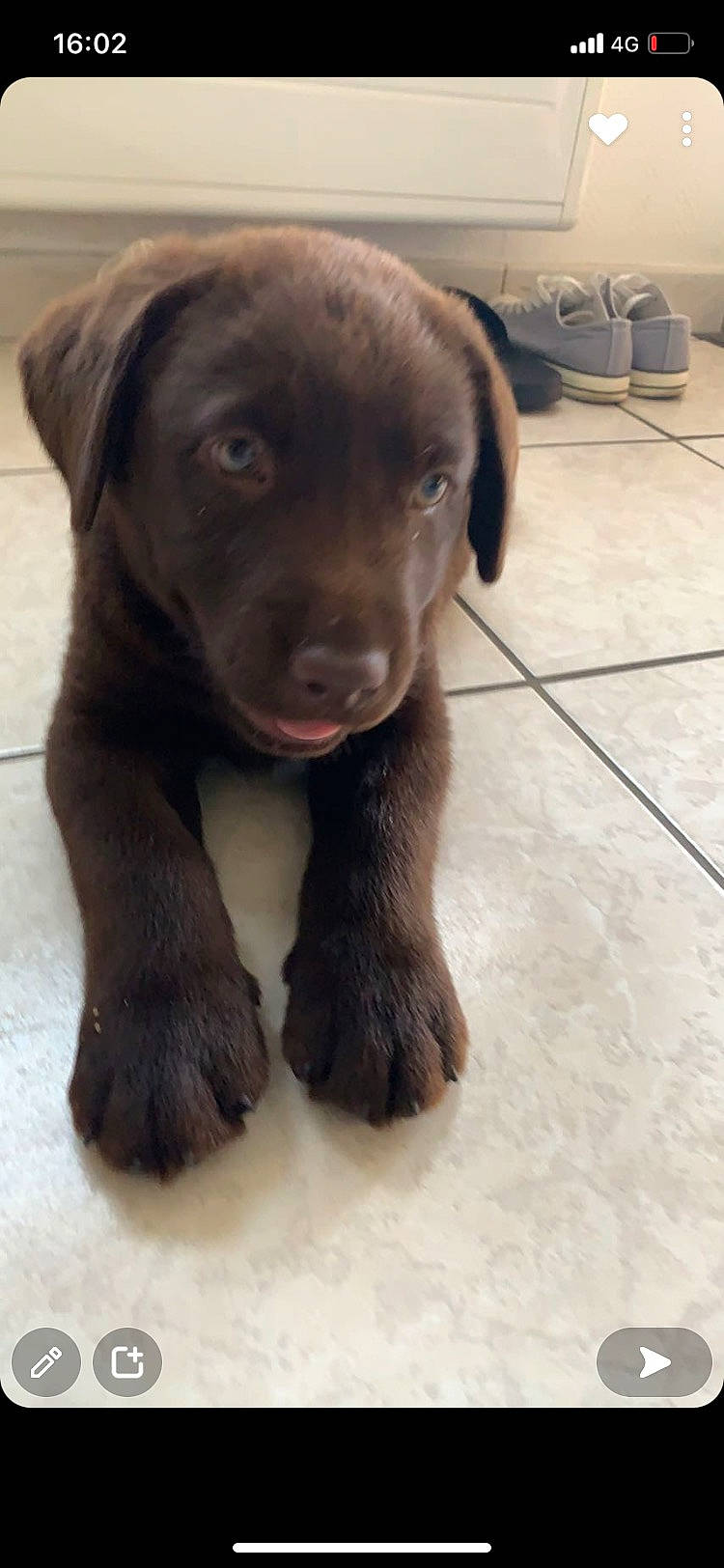 Tyler a rejoint le concours — aidez-le/la à gagner de superbes lots ! borador, canidae, carnivore, companion_dog, dog, dog_breed, fawn, flooring, fur, gun_dog, hunting_dog, labrador_retriever, liver, puppy, snout, sporting_group, terrestrial_animal, tile_flooring, whiskers, working_animal