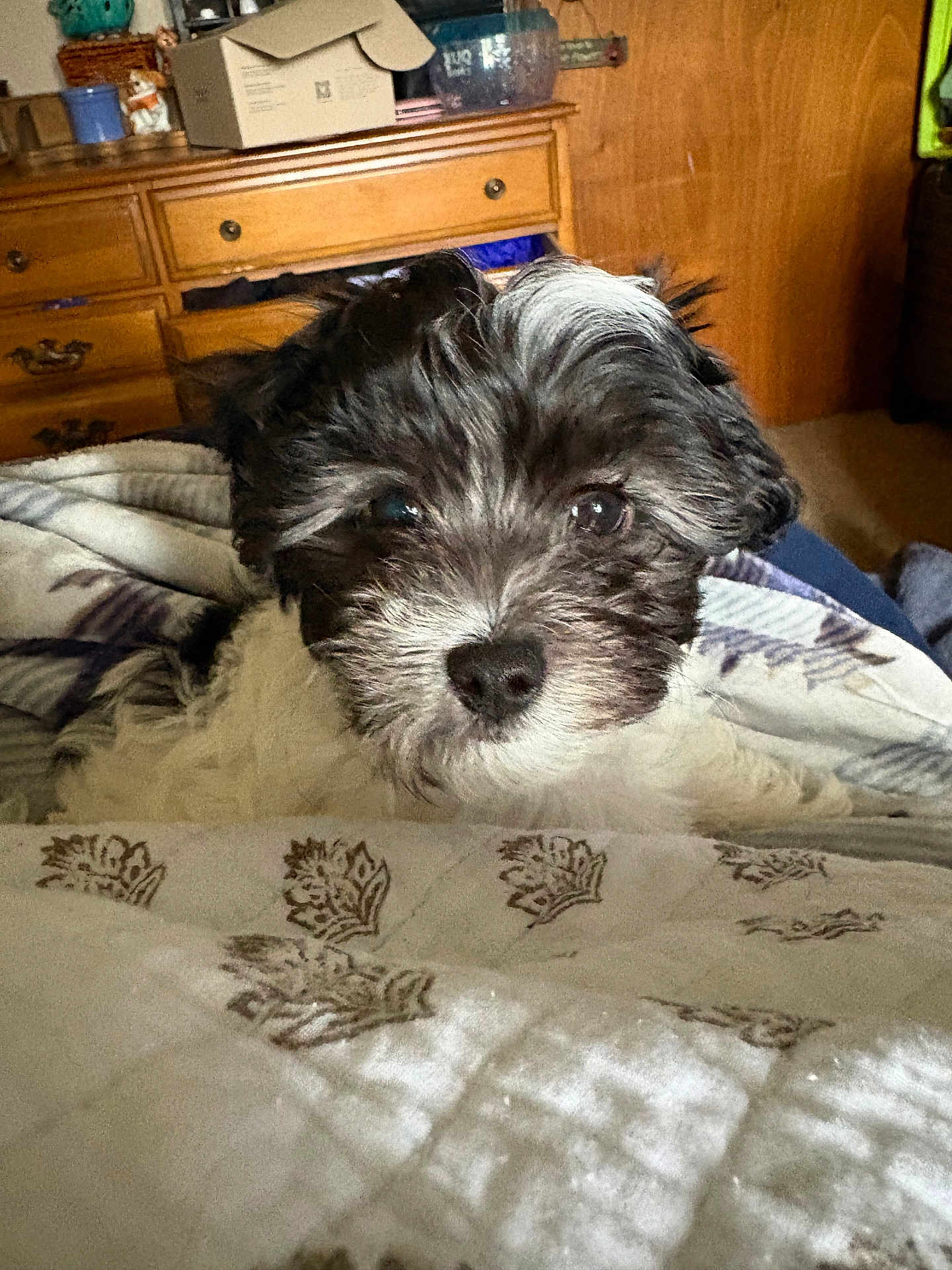 Kamp joined the competition — help win amazing prizes! puppy, dog, black_and_white, fur, blanket, bedroom, wooden_furniture, drawer, curious, pet, cute, indoor, cozy, whiskers, close_up, small_dog, lying_down, soft_light, animal, companion