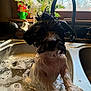 Kamp is registered to the contest to win money with this photo: dog, wet_dog, bath, sink, bubbles, kitchen, window, plants, decor, foam, water, faucet, countertop, pet, animal, domestic, fur, paw, indoor, cleaning