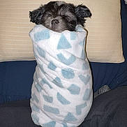 Kamp is registered to the contest to win money with this photo: puppy, dog, blanket, wrapped, sleeping, cozy, cute, small, fur, pillow, indoor, nap, resting, black, white, blue, pattern, soft, comfort, bed