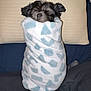 puppy, dog, blanket, wrapped, sleeping, cozy, cute, small, fur, pillow, indoor, nap, resting, black, white, blue, pattern, soft, comfort, bed