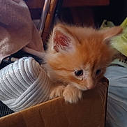 Shaggy joined the competition — help win amazing prizes! kitten, cat, orange_fur, cardboard_box, rope, indoor, pet, curious, fluffy, small, cute, feline, animal, young, soft_lighting, cozy, closeup, domestic, whiskers, ears