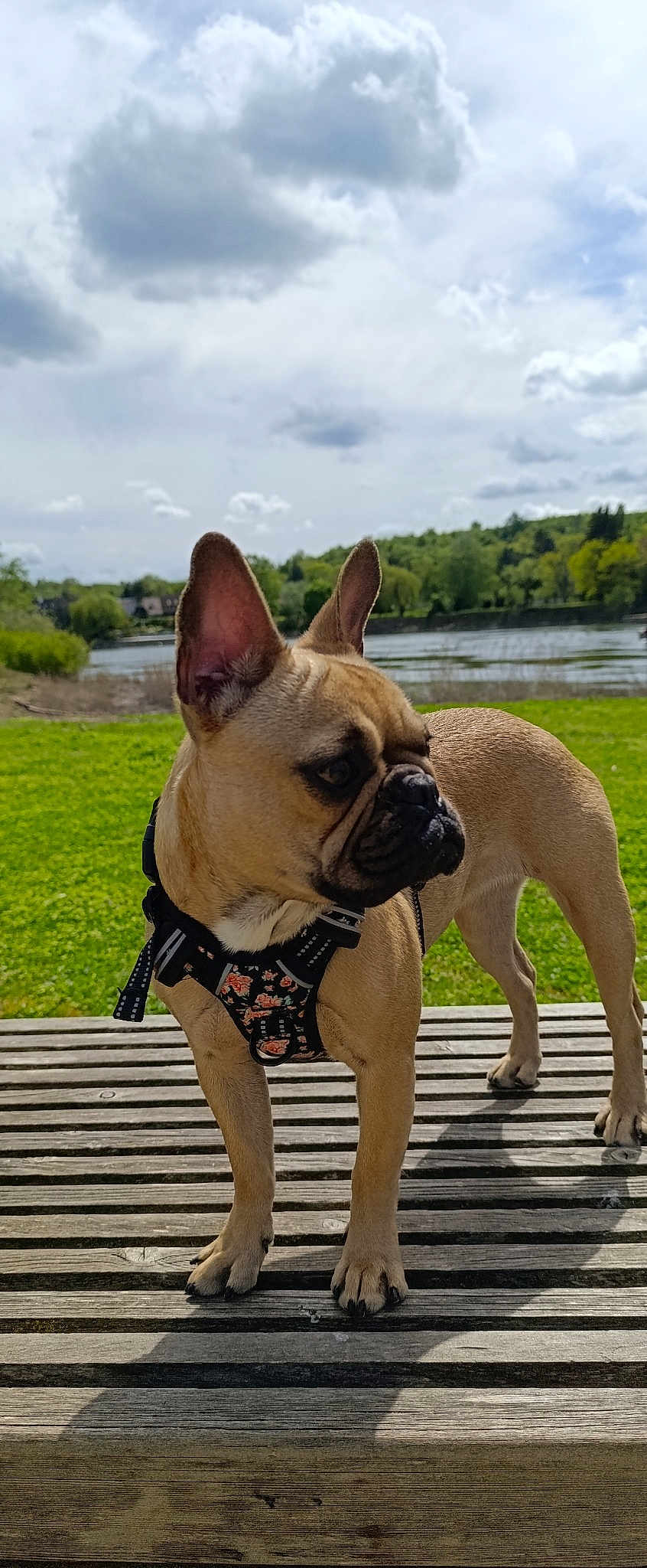 Ellie