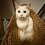 cat, white_cat, basket, indoor, pet, feline, curious, fluffy, fur, sitting, cozy, woven_basket, domestic_animal, animal, cute, looking_up, soft_lighting, texture, close_up, calm