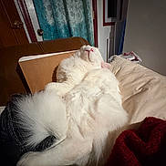 Pluto is registered to the contest to win money with this photo: cat, white_cat, fluffy, relaxed, upside_down, couch, blanket, indoor, cozy, fur, pet, sleeping, home, curtain, door, pillow, furniture, soft, animal, domestic