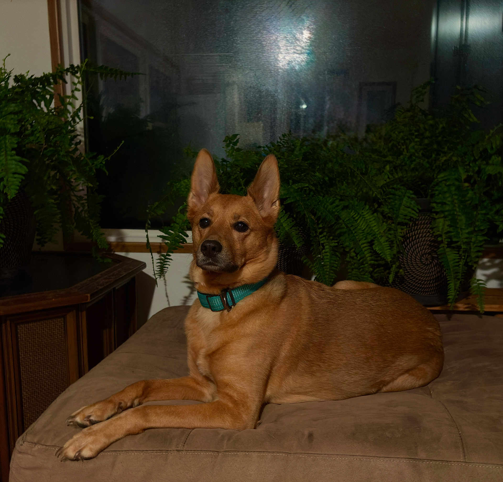 Lea is registered to the contest to win money with this photo: dog, canine, pet, collar, indoor, couch, plant, fern, window, reflection, brown, fur, relaxed, portrait, animal, furniture, home, domestic, calm, resting