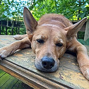 Lea joined the competition — help win amazing prizes! dog, animal, pet, brown_fur, relaxed, outdoor, wooden_table, nature, greenery, ears, snout, paw, closeup, face, canine, sleepy, daylight, resting, fur, summer