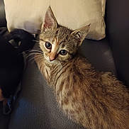 Nuggets a rejoint le concours — aidez-le/la à gagner de superbes lots ! abyssinian, animal, armchair, cat, chair, couch, cushion, furniture, homedecor, kitten, manx, pet