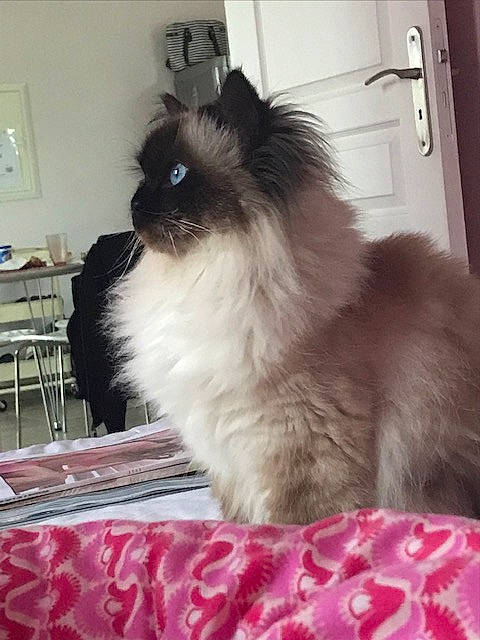 Lutèce participe au concours pour gagner de l'argent avec cette photo : balinese, birman, british_longhair, canidae, carnivore, cat, companion_dog, dog_breed, domestic_long_haired_cat, fawn, felidae, himalayan, kitten, mammal, persian, puppy, ragdoll, small_to_medium_sized_cats, vertebrate, whiskers