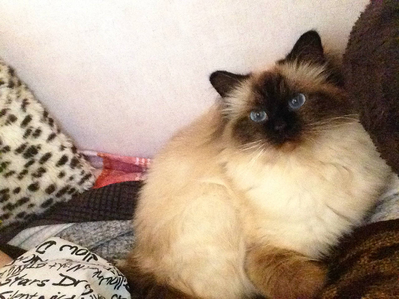 Lutèce a rejoint le concours — aidez-le/la à gagner de superbes lots ! balinese, birman, carnivore, cat, domestic_long_haired_cat, eye, fawn, felidae, himalayan, iris, kitten, mammal, ragdoll, siamese, small_to_medium_sized_cats, snowshoe, thai, tonkinese, vertebrate, whiskers