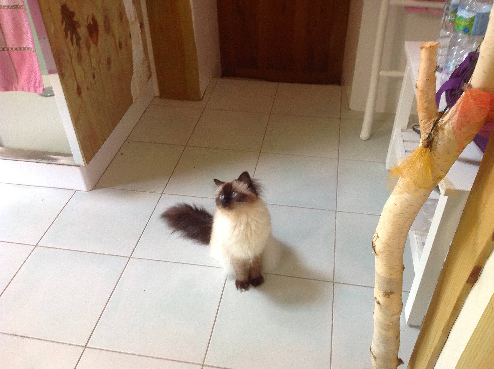 Lutèce a rejoint le concours — aidez-le/la à gagner de superbes lots ! balinese, birman, carnivore, cat, fawn, felidae, floor, flooring, hardwood, himalayan, kitten, mammal, ragdoll, room, siamese, small_to_medium_sized_cats, thai, tile, whiskers, wood