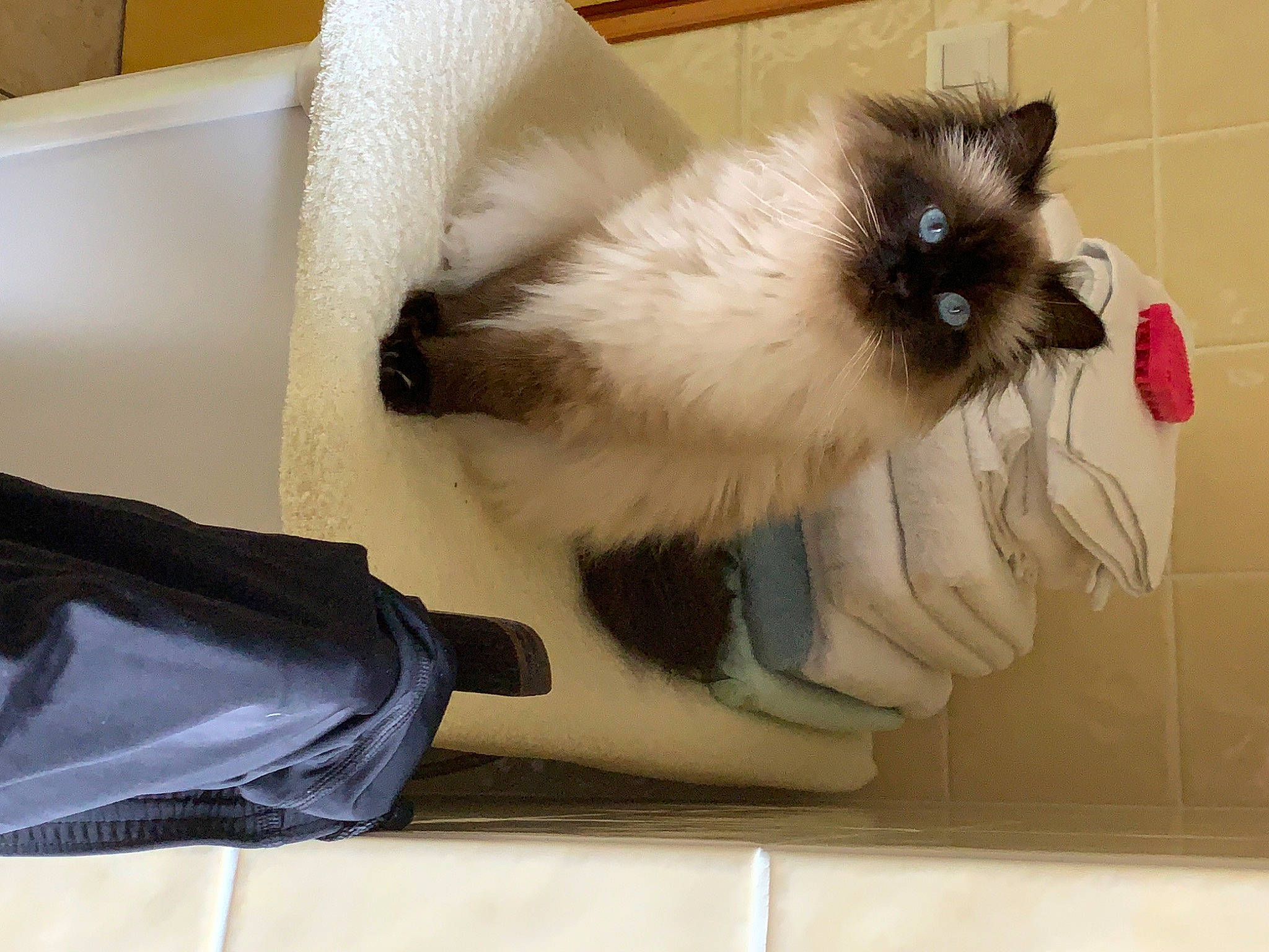 Lutèce a rejoint le concours — aidez-le/la à gagner de superbes lots ! birman, carnivore, cat, comfort, companion_dog, fawn, felidae, fur, gas, siamese, small_to_medium_sized_cats, tail, whiskers