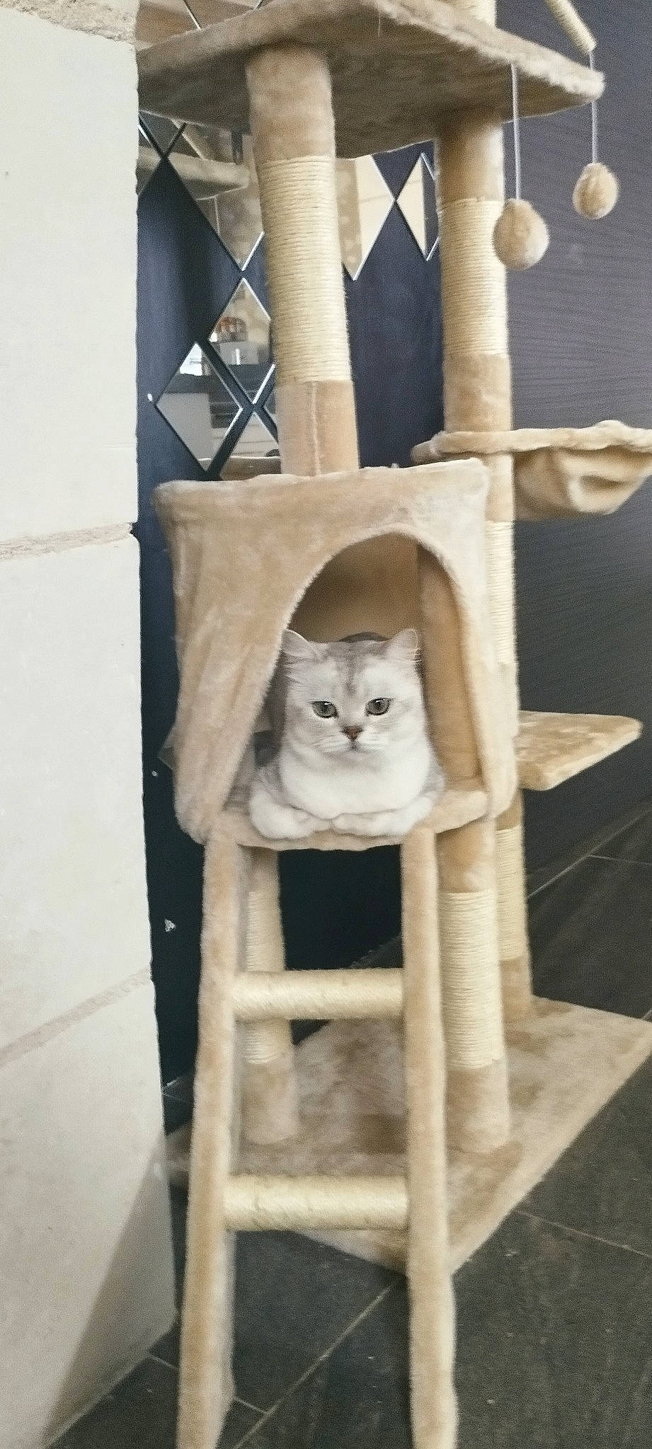 Rocket participe au concours pour gagner de l'argent avec cette photo : box, carnivore, cat, cat_bed, cat_supply, chair, domestic_short_haired_cat, fawn, felidae, fur, grey, hardwood, linens, pattern, pet_supply, room, small_to_medium_sized_cats, whiskers, window, wood