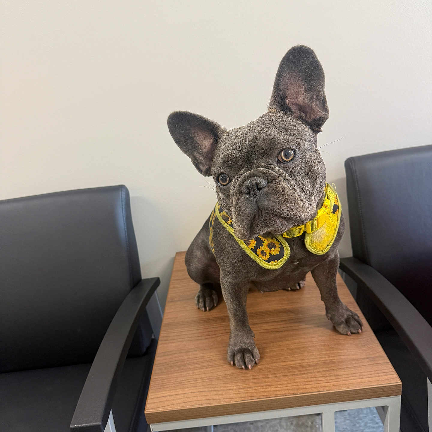 Queen Coco joined the competition — help win amazing prizes! animal, black_chair, canine, chair, curious, cute, dog, domestic, ears, floor, french_bulldog, harness, indoor, pet, portrait, small_dog, sunflower_pattern, table, wall, wooden_table