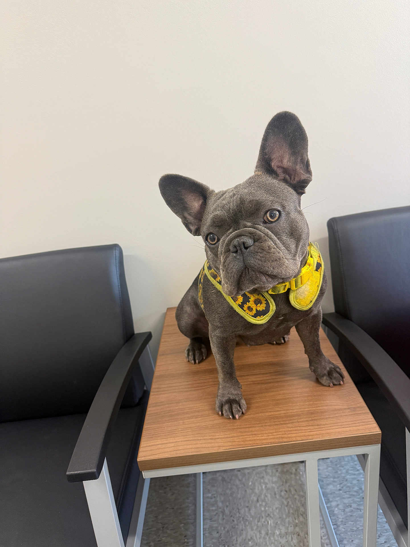 Queen Coco joined the competition — help win amazing prizes! dog, french_bulldog, pet, animal, indoor, table, chair, wooden_table, black_chair, curious, harness, sunflower_pattern, floor, wall, ears, portrait, domestic, small_dog, canine, cute