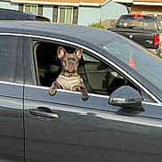 Queen Coco is registered to the contest to win money with this photo: dog, french_bulldog, car, vehicle, window, pet, animal, outdoor, urban, street, harness, ears, paw, black_dog, side_view, daylight, parked_car, residential_area, house, sky