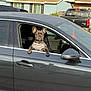 dog, french_bulldog, car, vehicle, window, pet, animal, outdoor, urban, street, harness, ears, paw, black_dog, side_view, daylight, parked_car, residential_area, house, sky