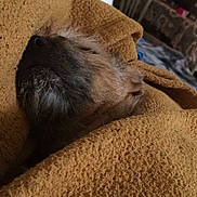 Scrappy is registered to the contest to win money with this photo: