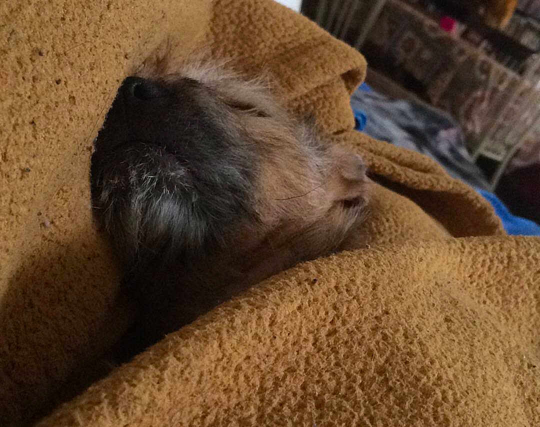 Scrappy