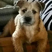 Scrappy is registered to the contest to win money with this photo: