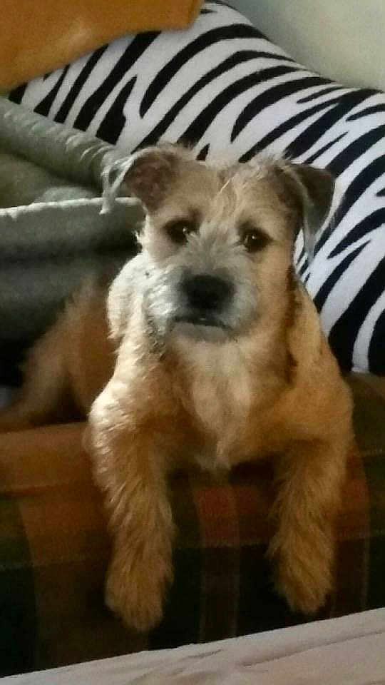 Scrappy