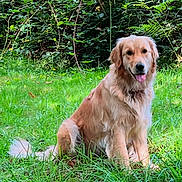 Thelma a rejoint le concours — aidez-le/la à gagner de superbes lots ! dog, golden_retriever, grass, greenery, outdoor, nature, pet, canine, animal, sitting, happy, fur, tongue_out, leafy, meadow, sunlight, summer, friendly, park, playful