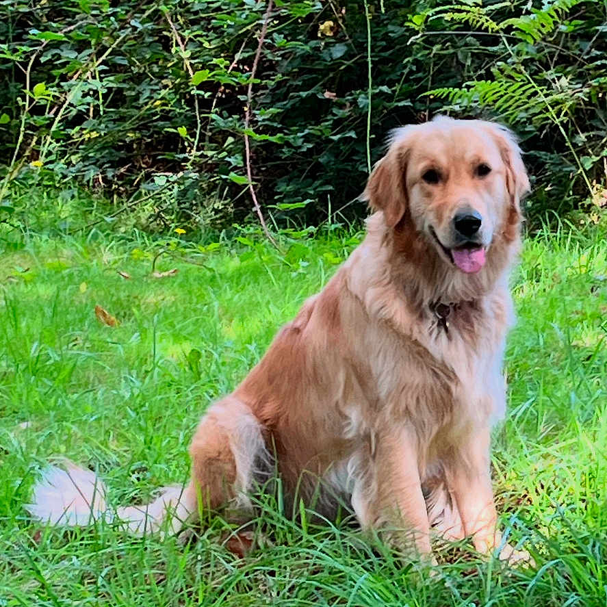 Thelma a rejoint le concours — aidez-le/la à gagner de superbes lots ! animal, canine, dog, friendly, fur, golden_retriever, grass, greenery, happy, leafy, meadow, nature, outdoor, park, pet, playful, sitting, summer, sunlight, tongue_out