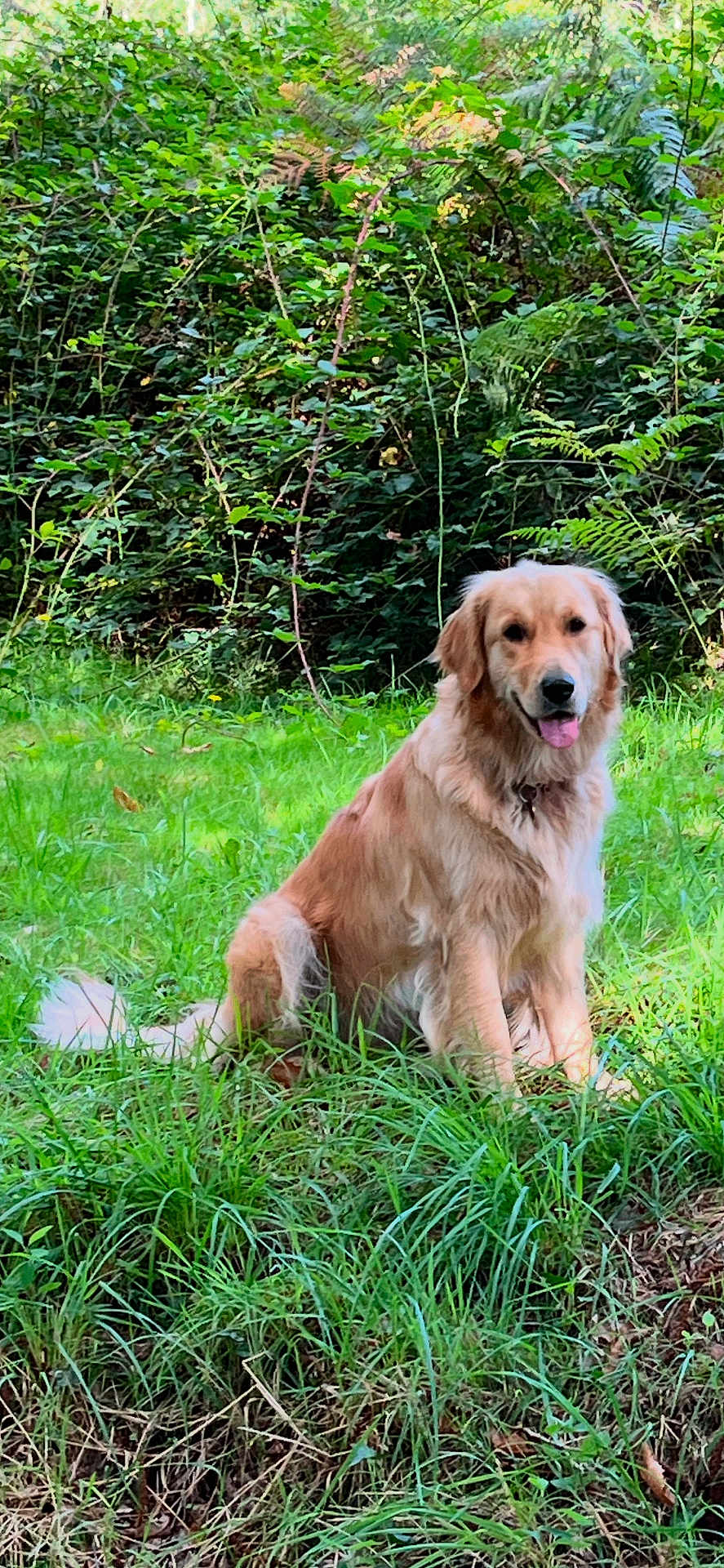 Thelma a rejoint le concours — aidez-le/la à gagner de superbes lots ! dog, golden_retriever, grass, greenery, outdoor, nature, pet, canine, animal, sitting, happy, fur, tongue_out, leafy, meadow, sunlight, summer, friendly, park, playful