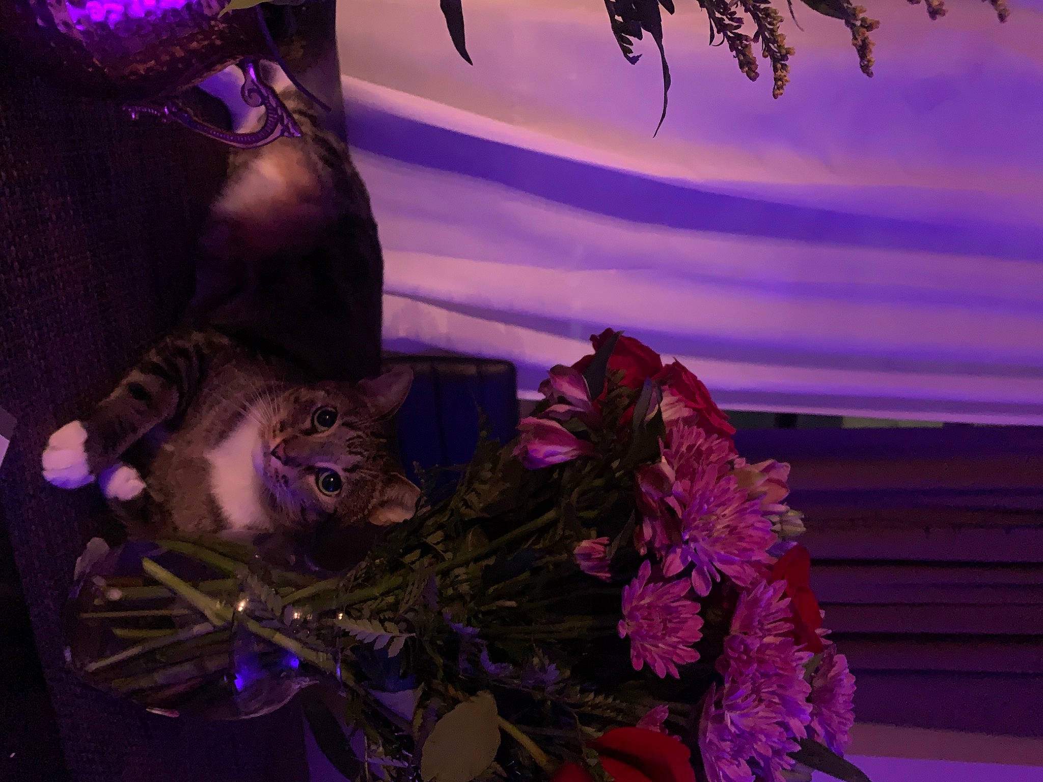 Arya joined the competition — help win amazing prizes! carnivore, cat, cg_artwork, darkness, electric_blue, event, felidae, floral_design, flower_arranging, magenta, night, pink, plant, purple, room, small_to_medium_sized_cats, tree, twig, violet, whiskers