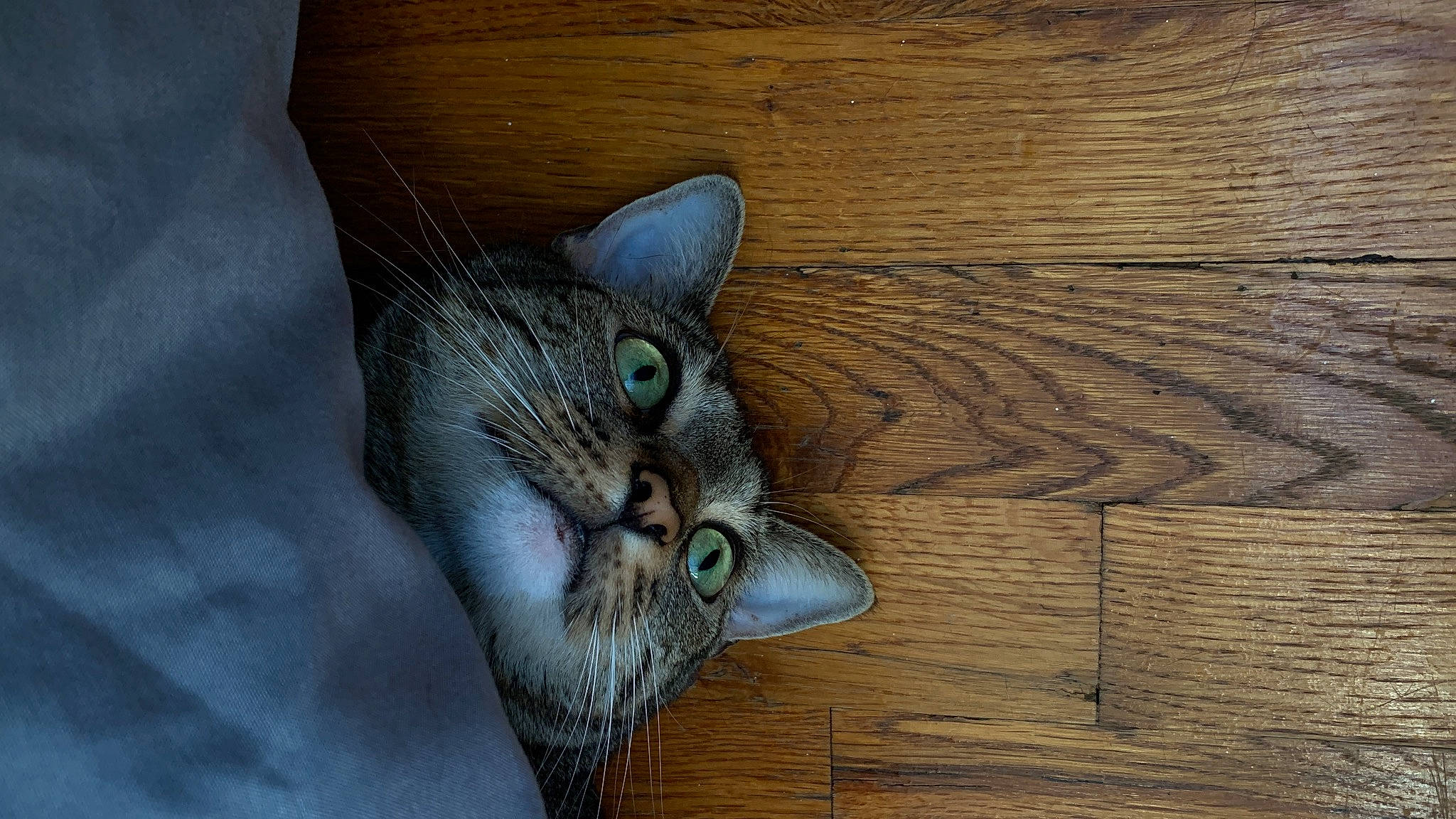Arya joined the competition — help win amazing prizes! carnivore, cat, comfort, domestic_short_haired_cat, door, felidae, flooring, fur, grey, hardwood, paw, plank, small_to_medium_sized_cats, snout, tail, varnish, whiskers, wildlife, wood, wood_stain