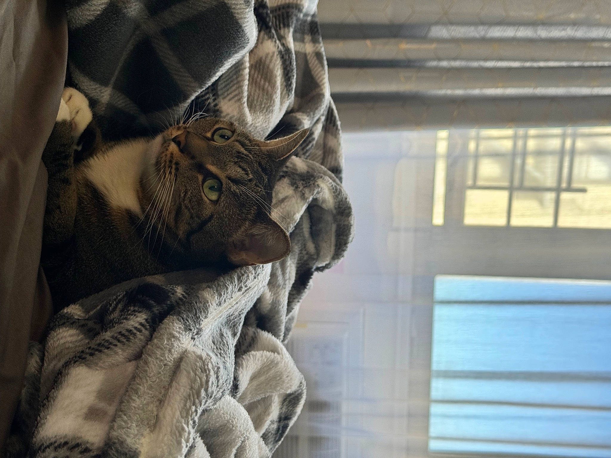 Arya is registered to the contest to win money with this photo: art, building, daylighting, fashion_design, fur, glass, linens, metal, pattern, personal_protective_equipment, room, sleeve, textile, tints_and_shades, visual_arts, window, window_blind, window_covering, window_treatment, wood