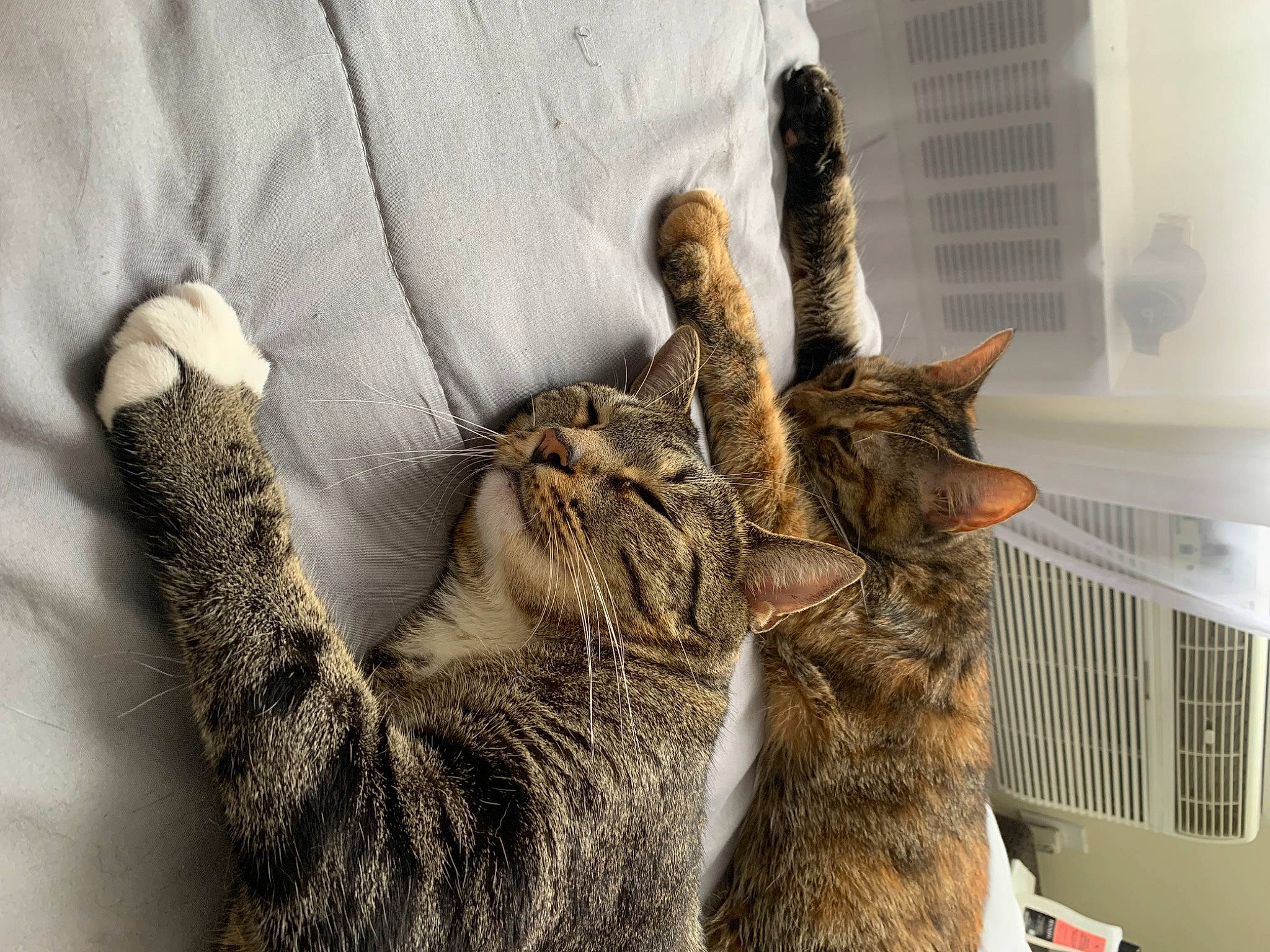 Arya is registered to the contest to win money with this photo: carnivore, cat, claw, comfort, domestic_short_haired_cat, felidae, fur, gesture, grey, human_leg, linens, nap, paw, small_to_medium_sized_cats, tail, textile, tree, vertebrate, whiskers, window