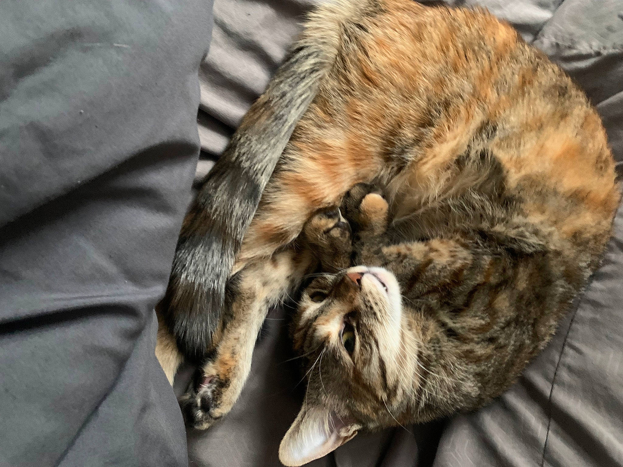 Hope is registered to the contest to win money with this photo: carnivore, cat, claw, comfort, domestic_short_haired_cat, felidae, fur, nap, paw, sleep, small_to_medium_sized_cats, snout, sporting_group, tail, terrestrial_animal, whiskers, wildlife, wood