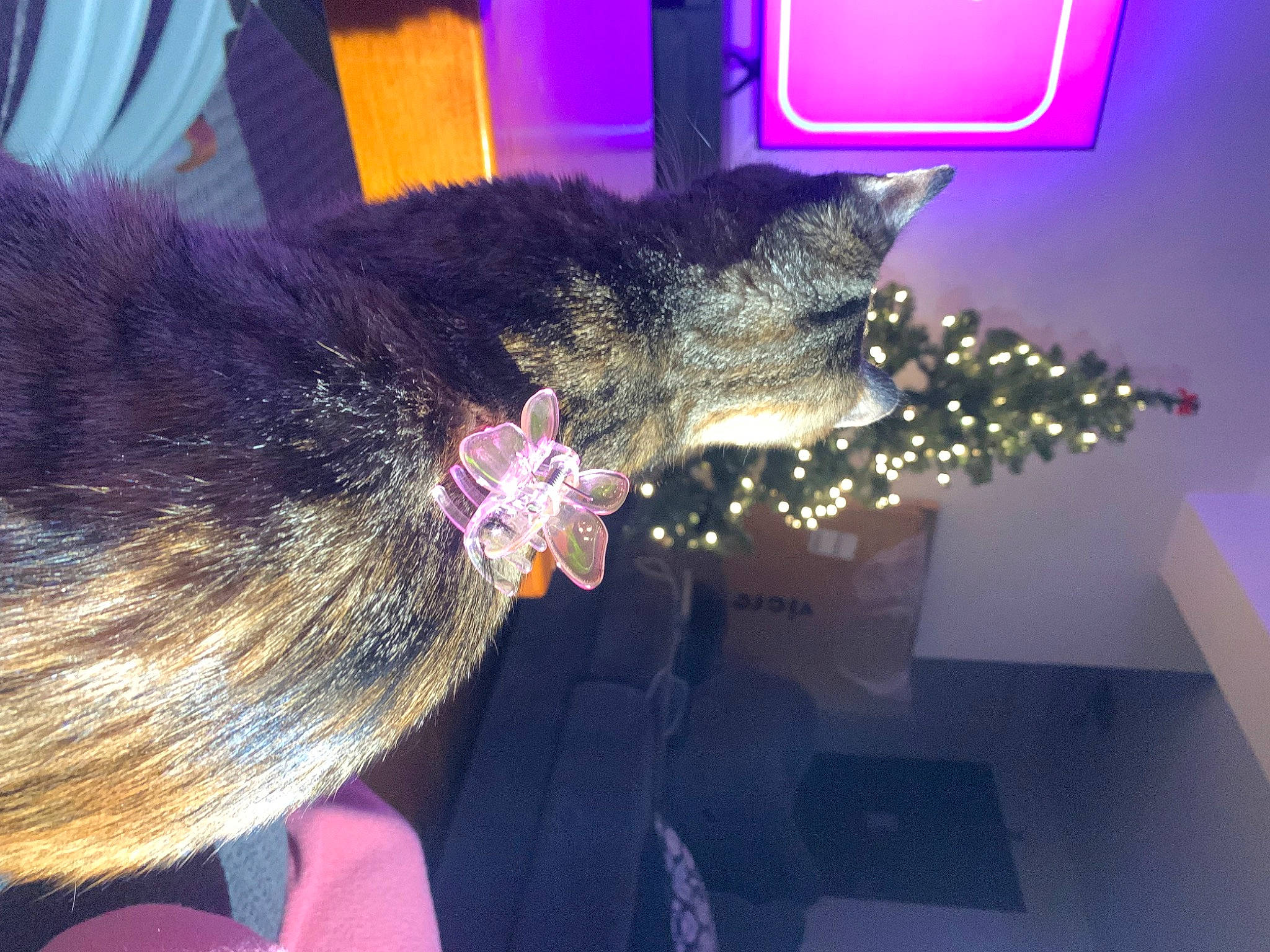 Hope is registered to the contest to win money with this photo: canidae, christmas_tree, claw, domestic_short_haired_cat, event, felidae, fur, holiday, light, small_to_medium_sized_cats, snout, tail, tree, whiskers