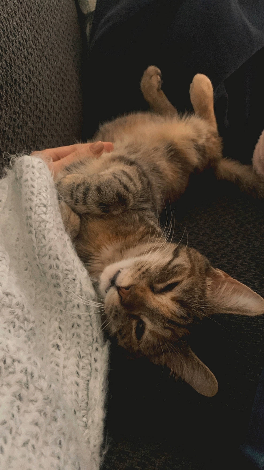 Hope joined the competition — help win amazing prizes! carnivore, cat, claw, comfort, darkness, domestic_short_haired_cat, felidae, fur, grey, linens, nap, paw, sleep, small_to_medium_sized_cats, snout, tail, whiskers, window