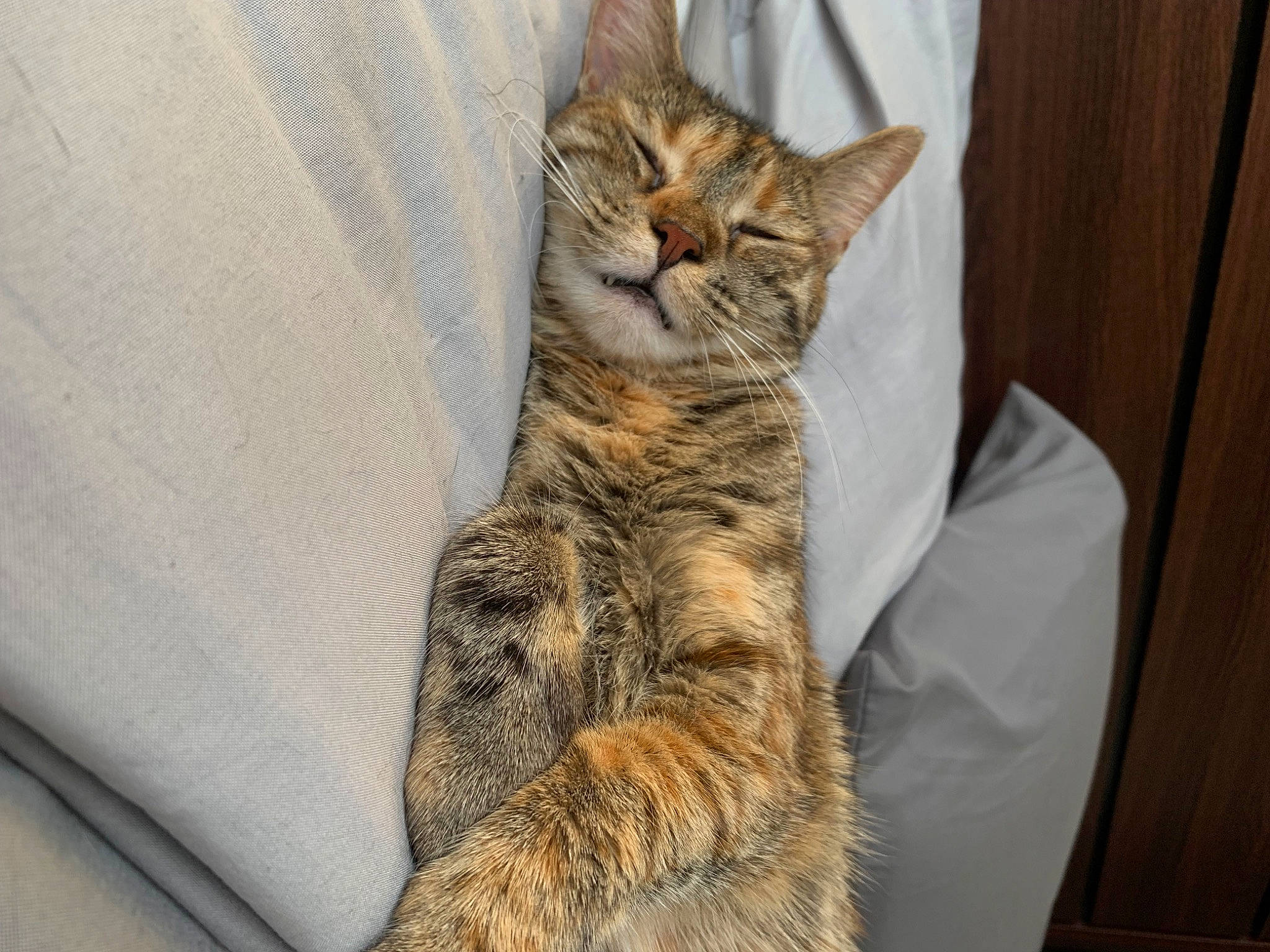 Hope is registered to the contest to win money with this photo: carnivore, cat, claw, comfort, domestic_short_haired_cat, fawn, felidae, fur, paw, small_to_medium_sized_cats, tail, terrestrial_animal, tree, whiskers