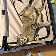 Ivy Marin is registered to the contest to win money with this photo: cat, tabby, suitcase, indoor, wooden_floor, shoes, sneakers, pet, curious, relaxed, looking_up, feline, zipper, fabric, bed, home, playing, animal, striped, paws