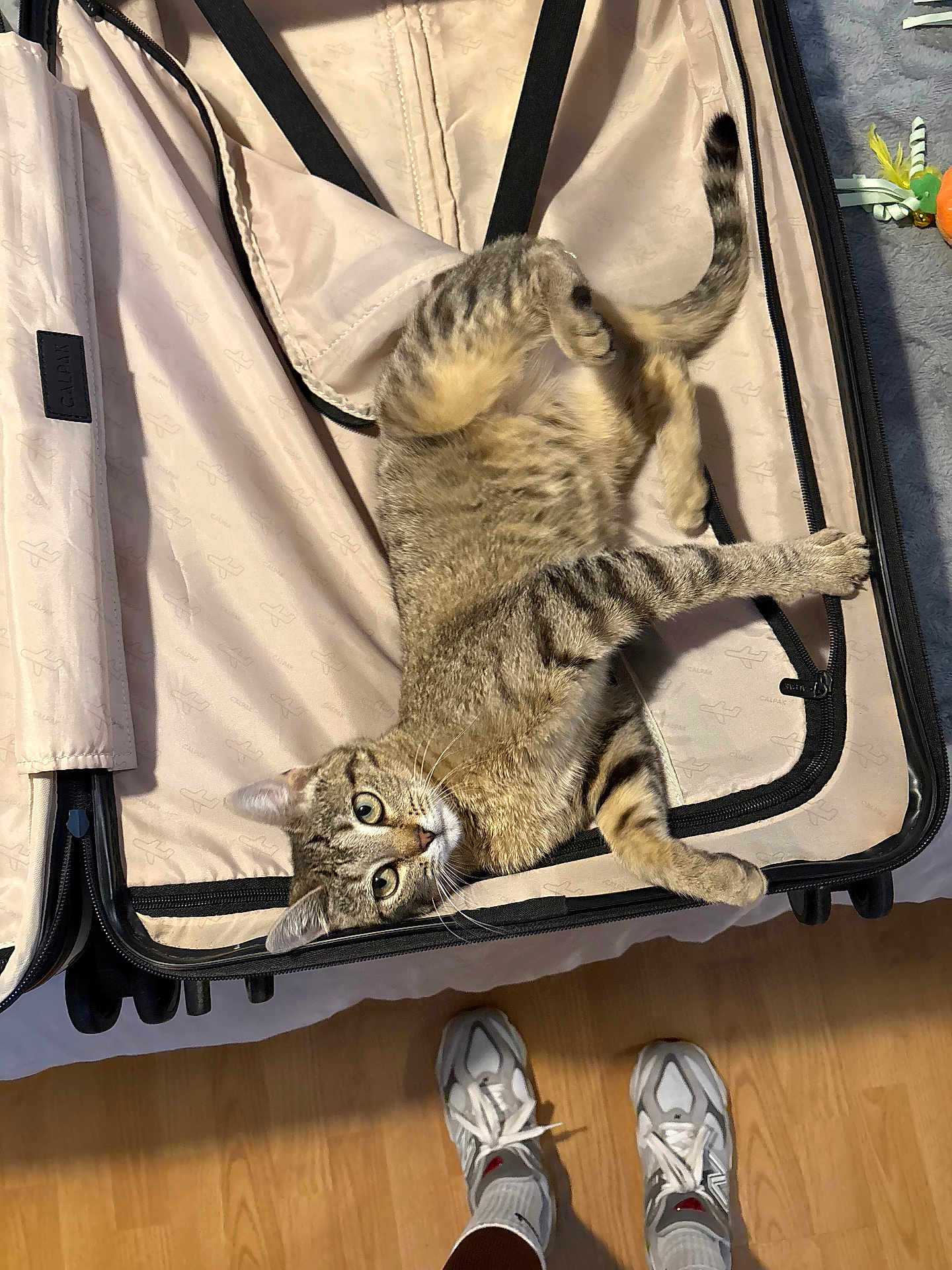 Ivy Marin is registered to the contest to win money with this photo: cat, tabby, suitcase, indoor, wooden_floor, shoes, sneakers, pet, curious, relaxed, looking_up, feline, zipper, fabric, bed, home, playing, animal, striped, paws