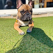 Tya participe au concours pour gagner de l'argent avec cette photo : dog, french_bulldog, grass, outdoor, pet, animal, sunlight, collar, tag, brown, black, ears, paw, face, short_hair, shadow, resting, cute, portrait, canine