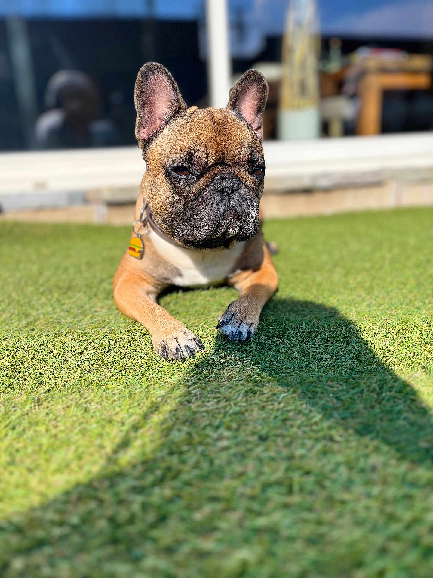 Tya participe au concours pour gagner de l'argent avec cette photo : dog, french_bulldog, grass, outdoor, pet, animal, sunlight, collar, tag, brown, black, ears, paw, face, short_hair, shadow, resting, cute, portrait, canine